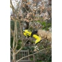 фото аккумуляторный секатор ryobi one+ ry18sca-0 5133005024